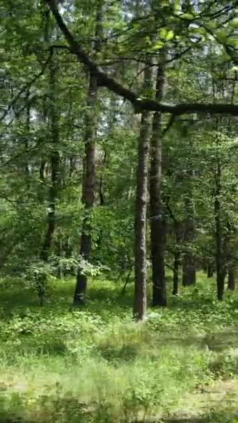 日中は木々と夏の緑の森の垂直ビデオ,スローモーション — ストック動画
