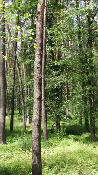 Vídeo vertical de un bosque verde de verano con árboles durante el día, cámara lenta — Vídeo de stock