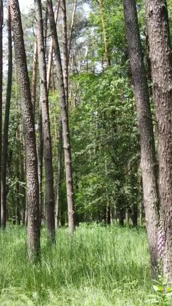Pystysuora video kesän vihreä metsä puita päivällä, hidastettuna — kuvapankkivideo