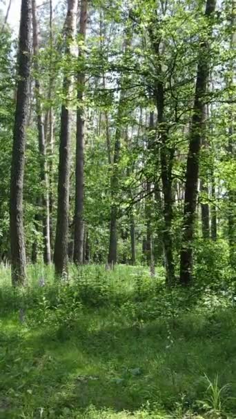 Vídeo vertical de un bosque verde de verano con árboles durante el día, cámara lenta — Vídeos de Stock