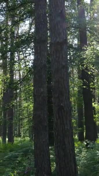 Vídeo vertical de uma floresta verde de verão com árvores durante o dia, câmera lenta — Vídeo de Stock