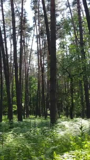 Вертикальне відео літнього зеленого лісу з деревами протягом дня, повільний рух — стокове відео