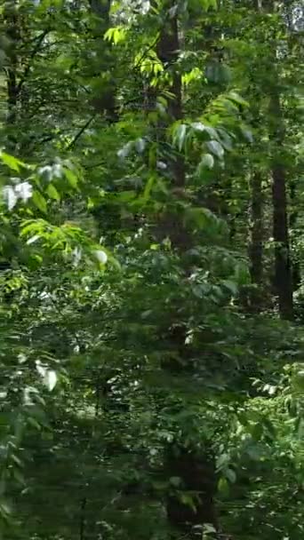 Vídeo vertical de uma floresta verde de verão com árvores durante o dia, câmera lenta — Vídeo de Stock