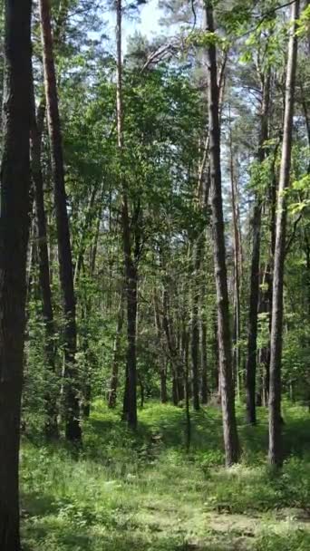 Vídeo vertical de uma floresta verde de verão com árvores durante o dia, câmera lenta — Vídeo de Stock