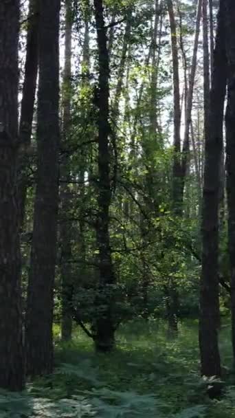 Verticale video van een zomer groen bos met bomen gedurende de dag, slow motion — Stockvideo