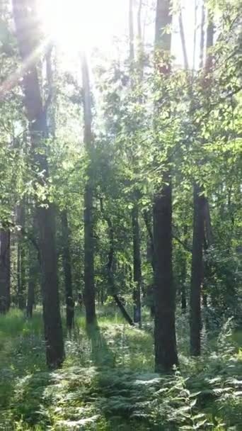 Vertikal video av en sommar grön skog med träd under dagen, slow motion — Stockvideo