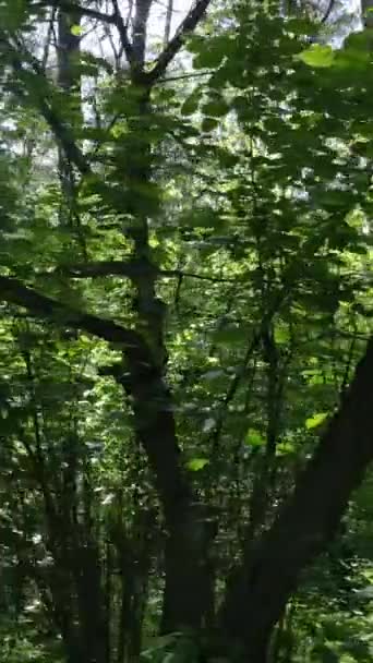 Vídeo vertical de uma floresta verde de verão com árvores durante o dia, câmera lenta — Vídeo de Stock