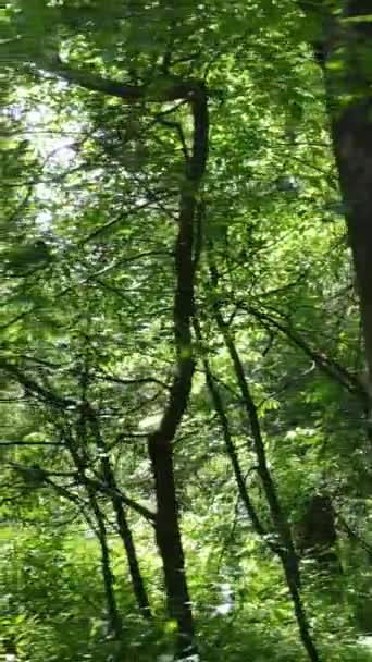 Vídeo vertical de uma floresta verde de verão com árvores durante o dia, câmera lenta — Vídeo de Stock