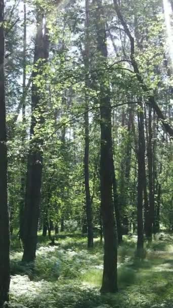 Vertikal video av en sommar grön skog med träd under dagen, slow motion — Stockvideo