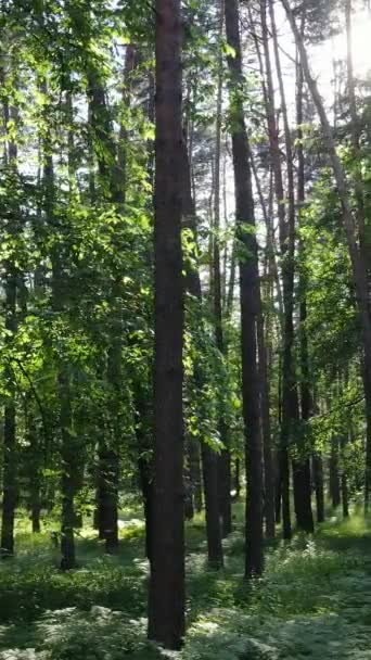 Video verticale di una foresta verde estiva con alberi durante il giorno, rallentatore — Video Stock