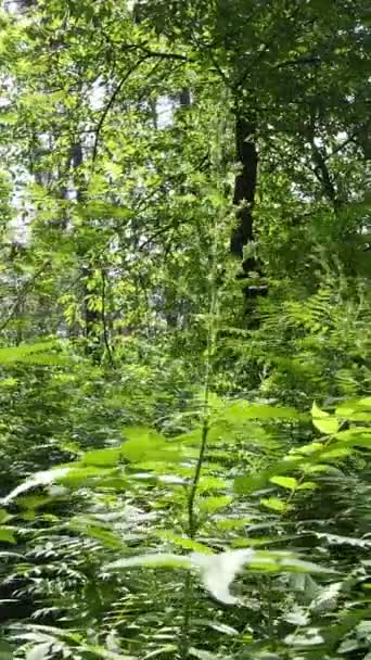 Vídeo vertical de uma floresta verde de verão com árvores durante o dia, câmera lenta — Vídeo de Stock