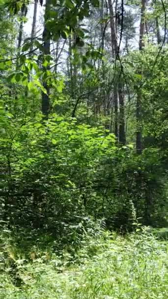 Vídeo vertical de un bosque verde de verano con árboles durante el día, cámara lenta — Vídeos de Stock