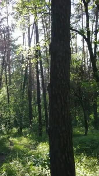 Vídeo vertical de un bosque verde de verano con árboles durante el día, cámara lenta — Vídeos de Stock