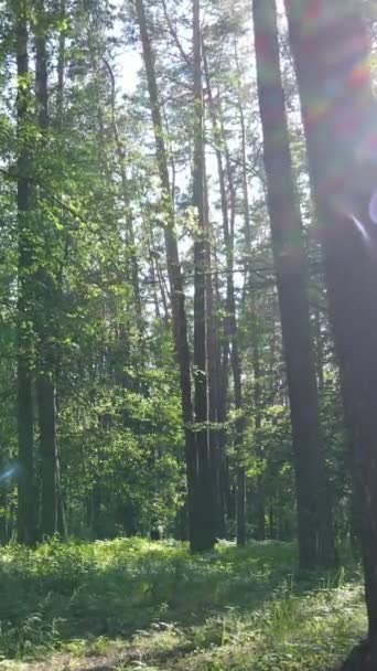 Vertikal video av en sommar grön skog med träd under dagen, slow motion — Stockvideo