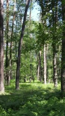 Gündüz vakti ağaçlı yeşil bir ormanın dikey videosu, yavaş çekim