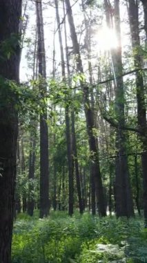 Gündüz vakti ağaçlı yeşil bir ormanın dikey videosu, yavaş çekim