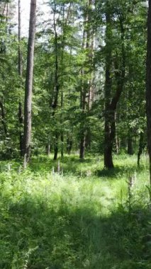 Gündüz vakti ağaçlı yeşil bir ormanın dikey videosu, yavaş çekim