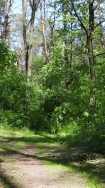 Gündüz vakti ağaçlı yeşil bir ormanın dikey videosu, yavaş çekim