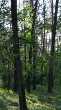 Gündüz vakti ağaçlı yeşil bir ormanın dikey videosu, yavaş çekim