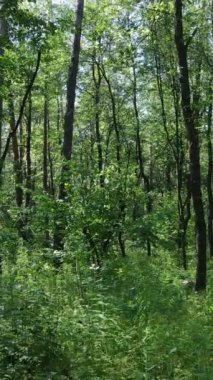 Gündüz vakti ağaçlı yeşil bir ormanın dikey videosu, yavaş çekim