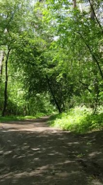 Gündüz vakti ağaçlı yeşil bir ormanın dikey videosu, yavaş çekim