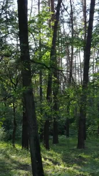 Vertikal video av en sommar grön skog med träd under dagen, slow motion — Stockvideo