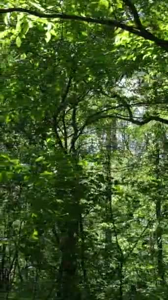 Vídeo vertical de uma floresta verde de verão com árvores durante o dia, câmera lenta — Vídeo de Stock