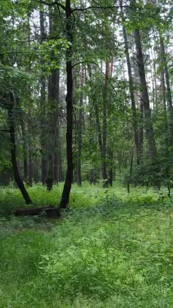 Вертикальне відео літнього зеленого лісу з деревами протягом дня, повільний рух — стокове відео