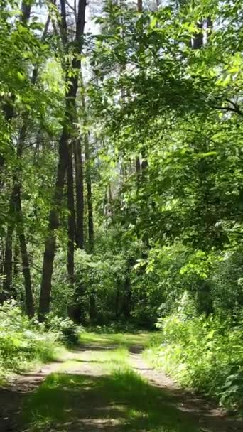 Вертикальне відео літнього зеленого лісу з деревами протягом дня, повільний рух — стокове відео