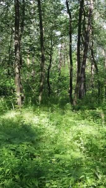 Vídeo vertical de un bosque verde de verano con árboles durante el día, cámara lenta — Vídeos de Stock
