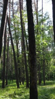 Yaz aylarında orman manzarasının dikey videosu, yavaş çekim