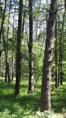 Yaz aylarında orman manzarasının dikey videosu, yavaş çekim