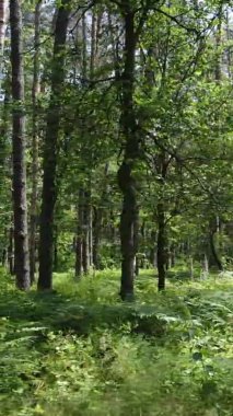 Yaz aylarında orman manzarasının dikey videosu, yavaş çekim