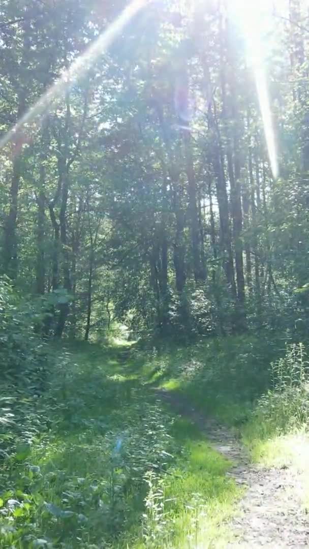 Vidéo verticale du paysage forestier en été, ralenti — Video