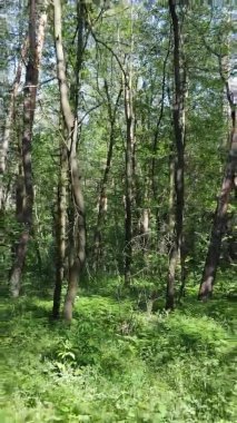 Yaz aylarında orman manzarasının dikey videosu, yavaş çekim