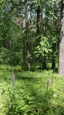 Yaz aylarında orman manzarasının dikey videosu, yavaş çekim