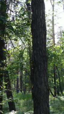 Yaz aylarında orman manzarasının dikey videosu, yavaş çekim