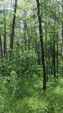 Yaz aylarında orman manzarasının dikey videosu, yavaş çekim