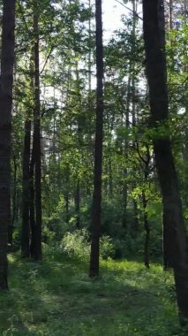 Yaz aylarında orman manzarasının dikey videosu, yavaş çekim