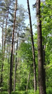 Yaz aylarında orman manzarasının dikey videosu, yavaş çekim