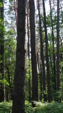 Yaz aylarında orman manzarasının dikey videosu, yavaş çekim