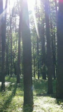 Yaz aylarında orman manzarasının dikey videosu, yavaş çekim