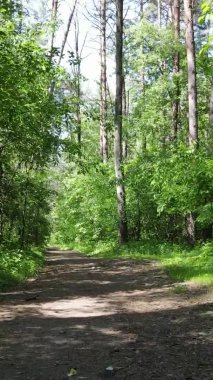 Yaz aylarında orman manzarasının dikey videosu, yavaş çekim