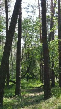 Yaz aylarında orman manzarasının dikey videosu, yavaş çekim