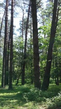 Yaz aylarında orman manzarasının dikey videosu, yavaş çekim