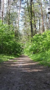 Yaz aylarında orman manzarasının dikey videosu, yavaş çekim