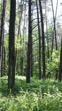 Yaz aylarında orman manzarasının dikey videosu, yavaş çekim