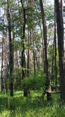 Yaz aylarında orman manzarasının dikey videosu, yavaş çekim