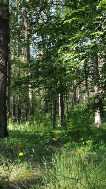 Yaz aylarında orman manzarasının dikey videosu, yavaş çekim