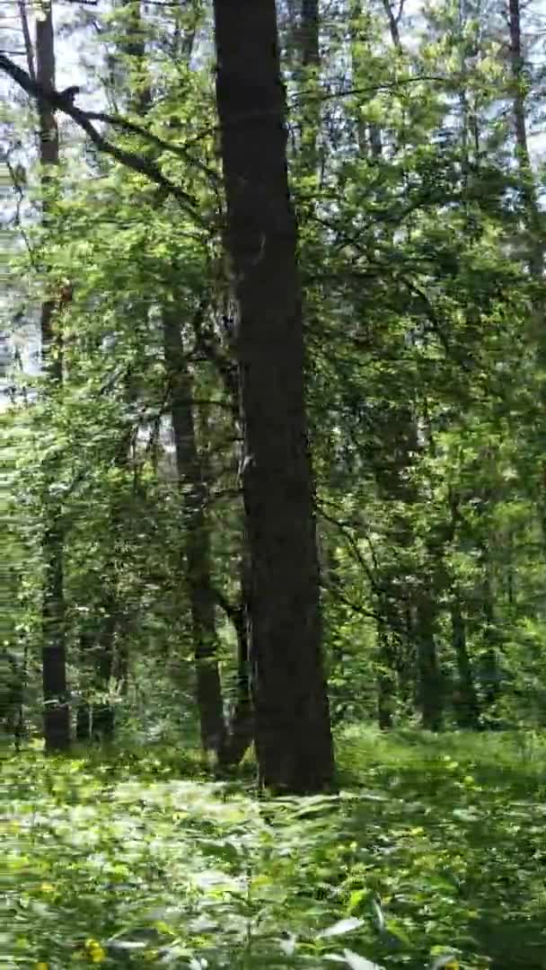 Vídeo vertical da paisagem florestal no verão, câmera lenta — Vídeo de Stock